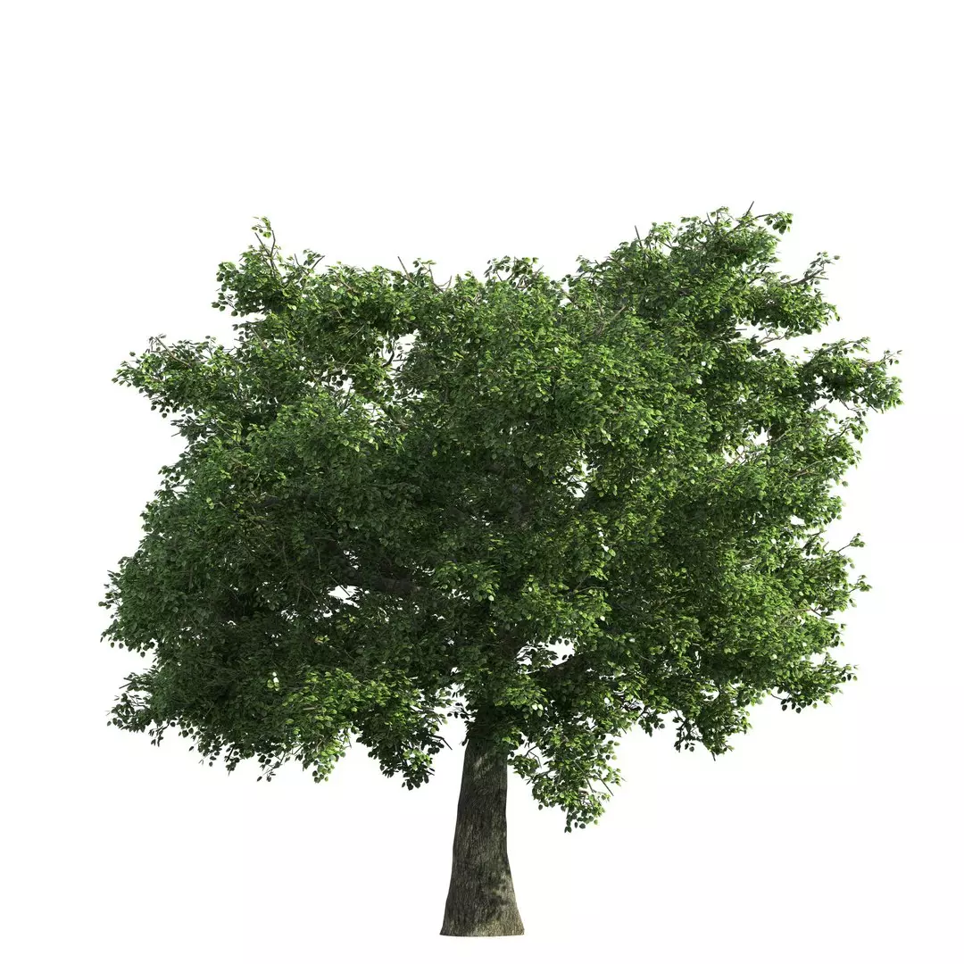 Зеленое дерево для фотошопа